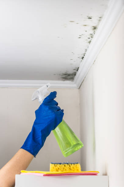 Best Local Mold Removal Service  in Cordova, NC